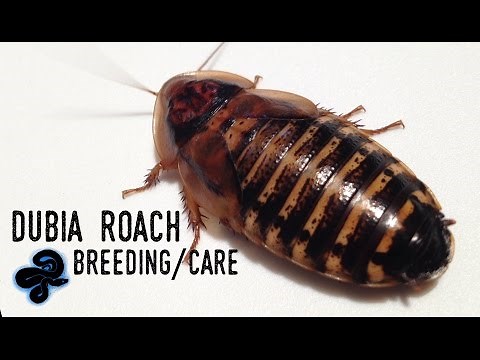 Dubia Roach Breeding/Care Guide