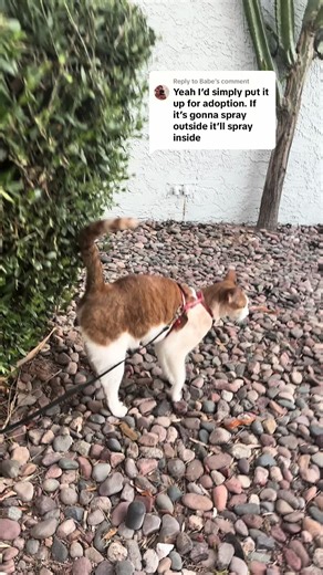 Naughty Kitty Galena: Tips to Stop Your Cat from Spraying Outside