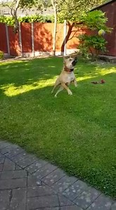 3.4K views · 287 reactions | Johnny from Romania has settled into his new home great, he was really nervous here at the kennels but is full of confidence in his home. His new owners took time to build his trust here at the kennels and have taken our advice and are working with a a dog trainer to build his trust outside of the home. Well done Johnny and your family, this is great to see  | Hilbrae Pets Hotel and Stray Kennels | Facebook