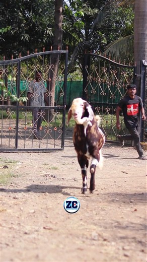 Bakra Bhaaag Gaya🤣 #bakraeid #bakraeid2026 #bakraeidspecial #bakra #goats #trending #biggoats