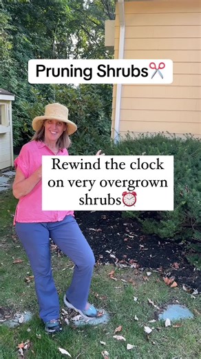 Try not to feel powerless about the overgrown shrubs you may have. Just prune them way back! The ideal time to prune is late winter/early spring but it doesn’t mean you can’t prune at other times and you may be too busy to do it then or have other reasons to need to do it at other times. It’s very difficult to kill a shrub by pruning! However, since there is so little growth inside the big yew, I would do it in stages: take off the top half and wait a few weeks for new growth to emerge. When it 