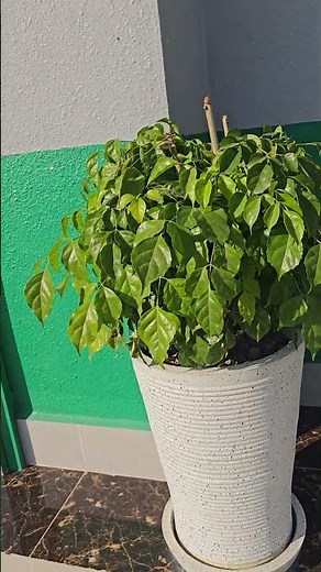Meet the Weeping Fig: Your New Favorite Indoor Tree! 🌿🌿