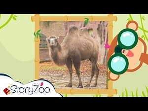 #StoryZoo | StoryZoo in The Zoo | Learn About The Camel! | Educational Videos for Children |