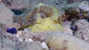 Limpet Shell out yellow with horns fish in background Port Noarlunga 001