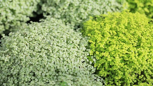 How to Plant, Grow, and Care for Baby Tears (Soleirolia Soleirolii)