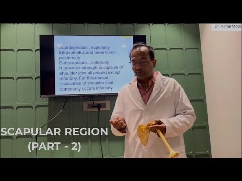 Intermuscular Spaces of Scapular Region | Upper Limb Anatomy | Dr. Vimal Modi