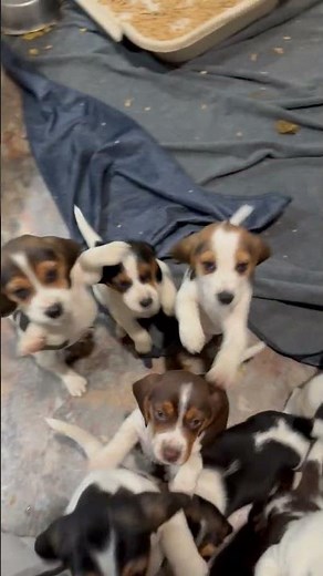 Meet these lovable Beagle puppies,