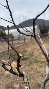 Peach pruning | Garden Roses Tahiri