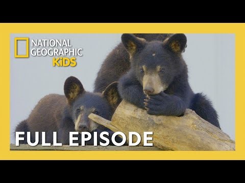 Orphan Bear Cub Learns How to Be a Bear 🐻🥹 | 40 Minutes | Cub Camp Full Episode | ‪@natgeokids‬