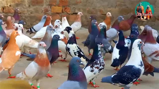 Understanding the Kabotar Pigeon Market