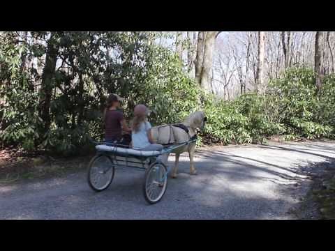Pony Cart Adventure!