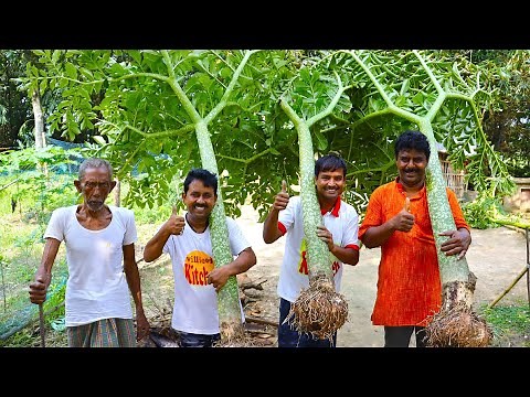 Small fish with Elephant foot curry for village people | Farm fresh elephant yam foot fish curry