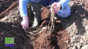 A guide to planting asparagus