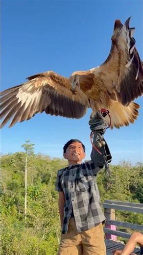 The big eagle came when it heard the magic call from the Tarzan boy #animals