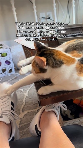 Biskit the LONGJOHN donut strikes again. 🍩 Don’t be a Biskit. | Biskit The Calico