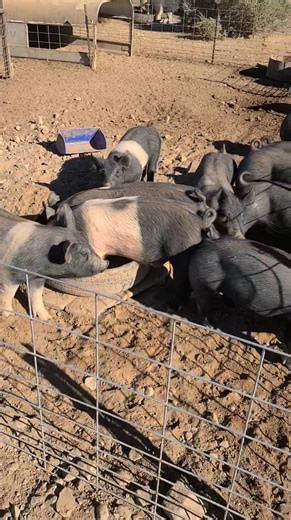 3.5K views · 3 comments | Feeder hogs for sale $100.00 per head Also have some intact boars. 505 610-3260 | HD Farm and Show Pigs | Facebook