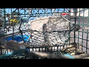 How a lobster trap works from a lobster POV