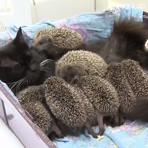 This cat adopted 8 baby hedgehogs, she's a true hero! 👌 Ruptly | UNILAD
