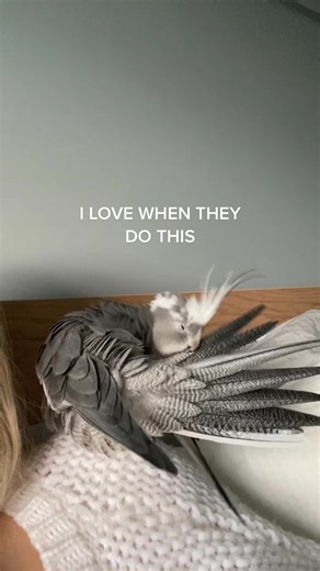 Cockatiel Preening: An Aussie Bird's Delight