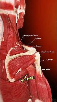 ازاي استهدف عضلات الابر باك عندي | العضلات المشاركة في تمارين الابر باك