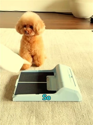 This Dog Cracked the Snack Code🧠🐕#shorts