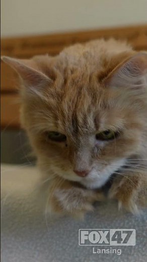Meet Trumpet: The adorable cat in need of a home 🐱