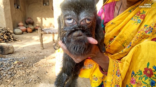 Watch what happens when a goat is born with a disturbingly human-like face