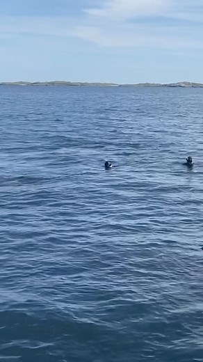 23K views · 269 reactions | ☀️麗Another nice basking shark encounter. The swimmers show good conduct resulting in low impact encounter for the shark and a better experience for the swimmer. Our operations are guided by marine biologists and we have a specific code of practice for our small group trips. Hope you can join us this summer - last spaces for our peak season basking shark trips! | Basking Shark Scotland | Facebook