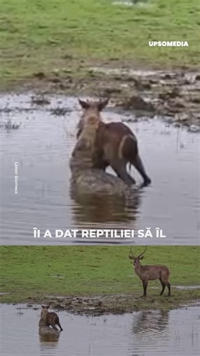 Un vițel de antilopă se lupta să scape din fălcile unui crocodil, fără să știe că cea mai mare trădare din viața sa îl aștepta pe mal. | Eroii