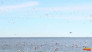 16K views · 382 reactions | Cue the chills... Who's ready for days like this? 閭閭 . Unmatched Redhead hunting in Mexico with ➡️ Wide Open Outfitters  | Mojo TV | Facebook