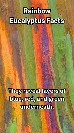 Nature fact 42 - #rainboweucalyptus
