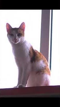 All patterns on SALE all tutorials FREE