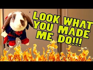 Look What you Made the Bunny do