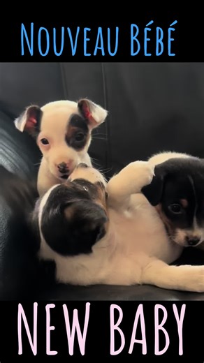 Jack Russell