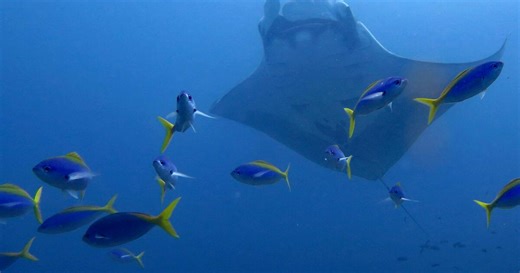 Forschungsteam verblüfft: So tief tauchen Mantarochen