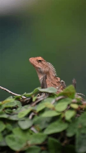 Oriental Garden Lizard Common Garden Lizard Stock Footage Video (100% Royalty-free) 3784780267 | Shutterstock