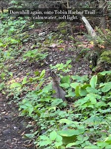 Isle Royale Day 3｜Rain on the Ridge, Sunset at the Lodge