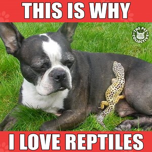 9.7M views · 88K shares | Show this to a reptile lover! | The Pet Collective | Facebook