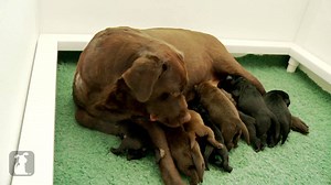 90K views · 4.1K reactions | Look at these little chocolate lab puppies getting their fill | The Pet Collective | Facebook