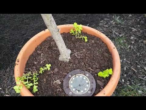Sheet Mulching and Bindweed Control