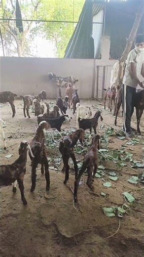 #goat #animals #comedy #farming #sirohi #mygoatfarm