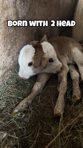 Real Animals That Were Born With Two Heads #twoheaded #animals #animalfacts