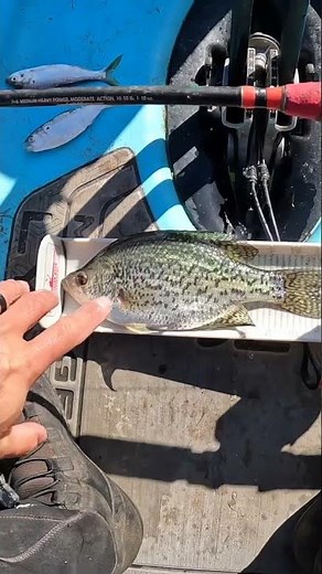 Live Crappie for Catfish Bait???