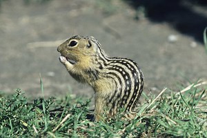 What Makes Deep Round Holes in My Raised Flower & Vegetable Beds?