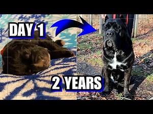 Cane Corso Growing Up- From BIRTH to 2 YEARS Old! Rocky the Cane Corso/Male Cane Corso Growth 0-2yrs