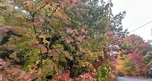 Residents take in first day of fall across Simcoe Muskoka