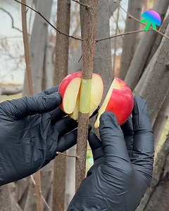 Turn a branch into a fruit tree 🌱 | Genius Craft