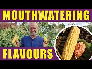 How to Grow Sweetcorn: Best Varieties, Sowing Times & Harvest Tips