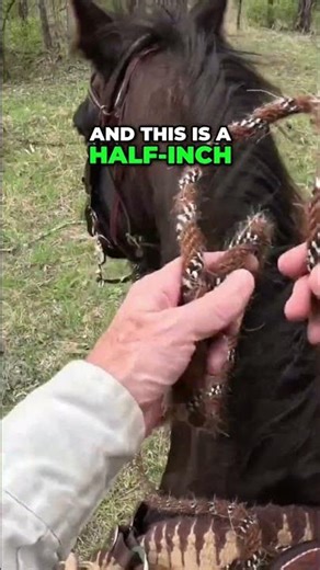 Walking Horse Mare's Hackamore Training #shorts