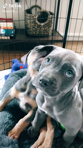 😍😍 #ohmygoodnesssss #fyp #foryourpage #dogsoftiktok #pitty #puppies #cutebaby #trending #bluenose